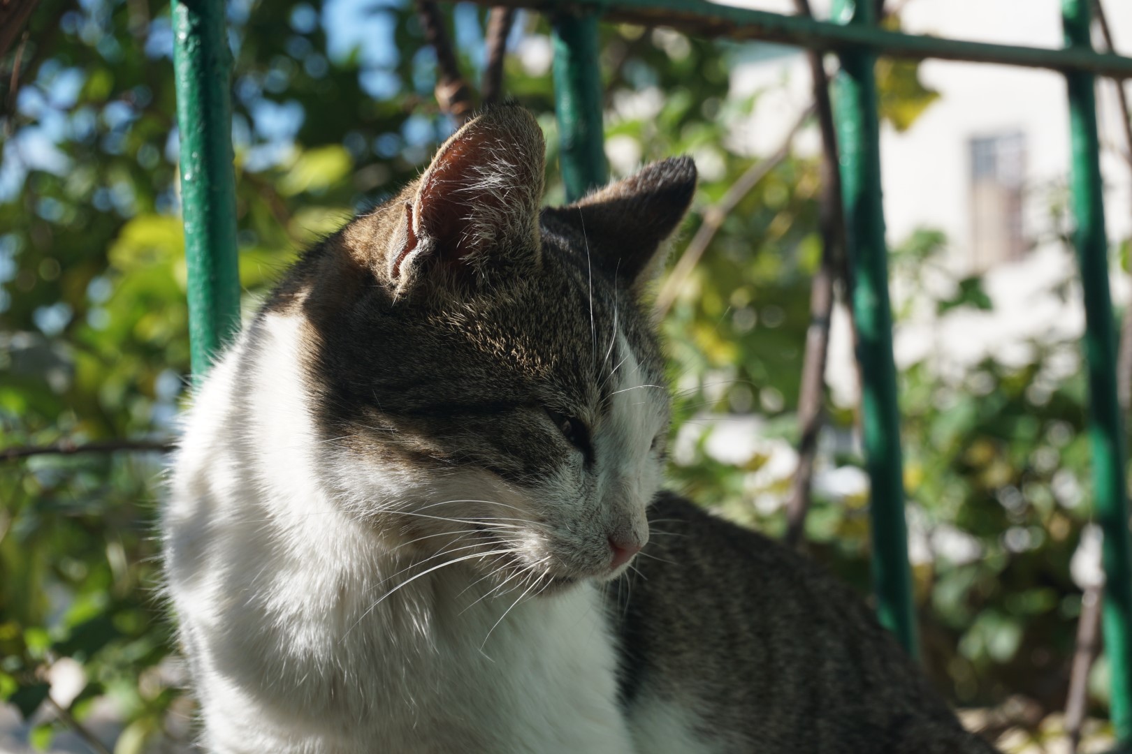 Cat on a porch