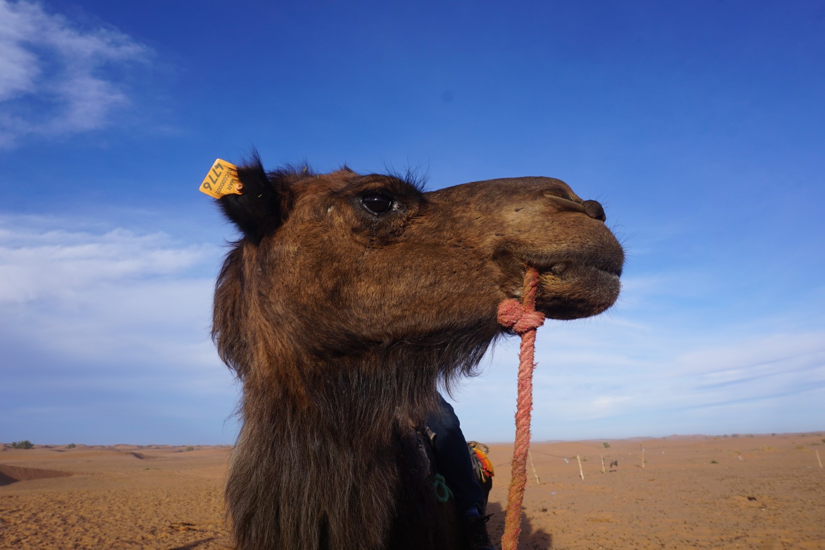 Camel