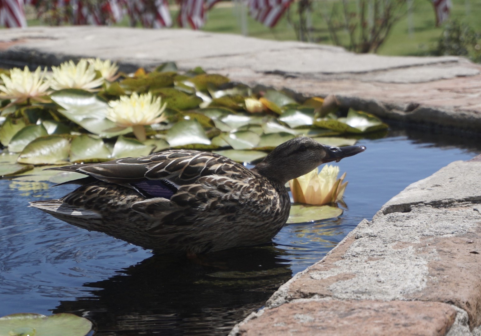 Mallard