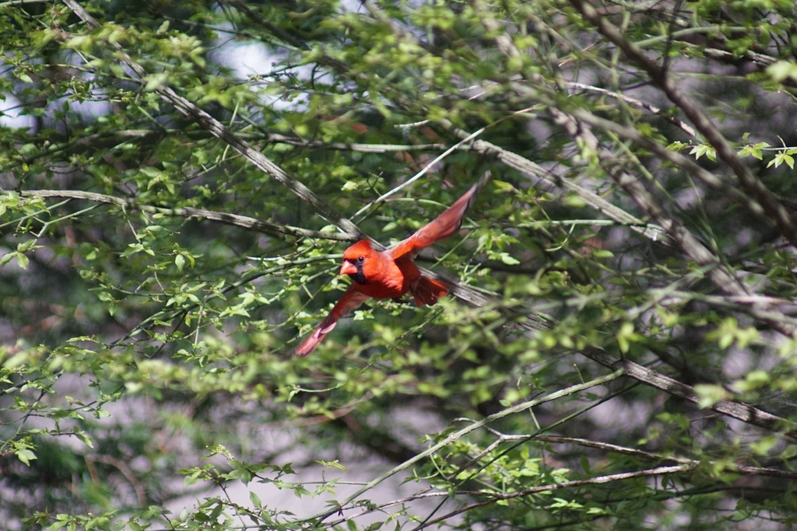 Cardinal