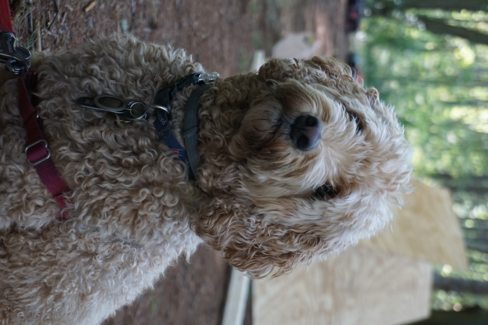 Bracken the dog